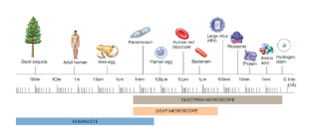 Figure 5.3 The first microscope was used in about 1590. Electron microscopes came into common use about 70 years ago. Just over 100 years ago most physicians did not wash up between patients, even when someone had just died, or was very sick. Explain why it took so long to convince doctors to wash their hands.   