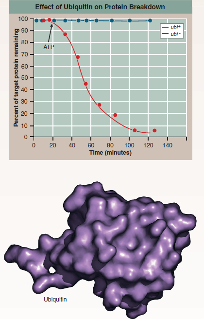 Why Does a Cell's Disposal of Damaged Proteins Consume Energy  Much of modern biology is devoted to learning how cells build things-how the information encoded in DNA is used by cells to manufacture the proteins that make us what we are. The Nobel Prize in Chemistry was awarded in 2004 to researchers for their discovery of how the opposite, less glamorous process works: How cells break down and recycle proteins that are damaged or have outlived their usefulness. It turns out that a cell's recycling of proteins is much more than just taking out the trash. Particular proteins are removed, often quite quickly, and cells use such targeted removals to control a lot of their activities, timing when a cell carries out particular functions, when it divides, and even when it dies. Of the 25,000 genes in your DNA, about 1,000 take part in this protein recycling system. Our understanding of how this system works begins with a puzzle fi rst noted in the 1950s. Most enzymes that break down proteins, including those that digest food, do not need energy to work. But a cell's recycling of its own proteins does consume energy. Researchers had no idea why energy was needed. The answer to this puzzle came from an unexpected direction. In 1975 scientists discovered a small protein in calves' brains consisting of just 76 amino acids. Soon they realized that exactly the same protein is found in all eukaryotes, from yeasts to humans. They called this ubiquitous (found everywhere) protein ubiquitin. In the early 1980s researchers worked out that ubiquitin was a label that the cell attaches to proteins to mark them for destruction, a sort of molecular kiss of death. The process of attaching ubiquitin takes energy, solving the puzzle of why protein recycling requires energy. The tagged proteins are taken to a barrel-shaped chamber in the cell's cytoplasm called a proteasome, which slices the proteins into bits that are then recycled by the cell into new protein. The graph above displays the sort of protein recycling experiment that revealed ubiquitin's key role. The experiment monitors levels of a particular protein involved in cell division (the target protein) within human cells growing in culture in a laboratory fl ask. Two cultures are monitored in side-by-side experiments: In the culture indicated by red dots, cells contain functional copies of the ubiquitin gene ( ubi +); in the culture indicated by blue dots the ubiquitin gene has been deleted from the DNA ( ubi ). After 20 minutes, energy in the form of ATP is made available to the growing cells, which until then had been energy-starved.     Interpreting Data Does the addition of ATP affect the level of target protein in either culture Which one