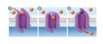 Figure 5.33 In the lungs, there are steep concentration gradients for oxygen and carbon dioxide molecules such that large numbers of these molecules move across the plasma membrane of the cells that line the lungs. These molecules pass through the plasma membranes by simple diffusion. This process is fast and efficient. Would this process be just as efficient if the oxygen and carbon dioxide molecules passed through the membranes by facilitated diffusion Why or why not    