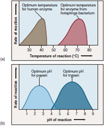 Figure 6.8 Examine the graphs shown here. Describe what happens to a human enzyme at a temperature of 50°C. Looking at part (b), what happens to trypsin's ability to function as the surrounding concentration of H + ions increases How would the enzyme pepsin respond to a change in pH from 4 to 3    