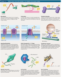 Table 6.1 ATP forms primarily from the breakdown of glucose. If your blood glucose level drops, what sorts of problems can that cause in your body    