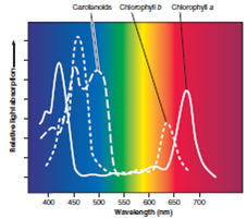 Figure 7.3 Why do most leaves have more than one type of pigment    