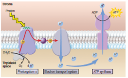 Figure 7.9 Could a plant cell produce ATP through chemiosmosis if the thylakoid membrane was leaky with regards to protons Explain