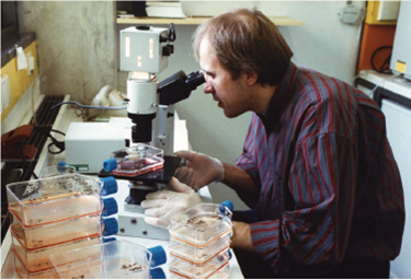 Why Do Human Cells Age  Human cells appear to have built-in life spans. In 1961 cell biologist Leonard Hayflick reported the startling result that skin cells growing in tissue culture, such as those growing in culture flasks in the photo below, will divide only a certain number of times. After about 50 population doublings cell division stops (a doubling is a round of cell division producing two daughter cells for each dividing cell, for example going from a population of 30 cells to 60 cells). If a cell sample is taken after 20 doublings and frozen, when thawed it resumes growth for 30 more doublings, and then stops. An explanation of the Hayflick limit was suggested in 1986 when researchers first glimpsed an extra length of DNA at the end of chromosomes. Dubbed telomeres, they proved to be composed of the simple DNA sequence TTAGGG, repeated nearly a thousand times. Importantly, telomeres were found to be substantially shorter in the cells of older body tissues. This led to the hypothesis that a run of some 16 TTAGGGs was where the DNA replicating enzyme, called polymerase, first sat down on the DNA (16 TTAGGGs being the size of the enzyme's footprint), and because of being its docking spot, the polymerase was unable to copy that bit. Thus a 100-base portion of the telomere was lost by a chromosome during each doubling as DNA replicated. Eventually, after some 50 doubling cycles, each with a round of DNA replication, the telomere would be used up and there would be no place for the DNA replication enzyme to sit. The cell line would then enter senescence, no longer able to proliferate. This hypothesis was tested in 1998. Using genetic engineering, researchers transferred into newly established human cell cultures a gene that leads to expression of an enzyme called telomerase that all cells possess but no body cell uses. This enzyme adds TTAGGG sequences back to the end of telomeres, in effect rebuilding the lost portions of the telomere. Laboratory cultures of cell lines with (telomerase plus) and without (normal) this gene were then monitored for many generations. The graph above displays the results.             Applying Concepts  a. Variable. In the graph, what is the dependent variable  b. Comparing Continuous Processes. How do normal skin cells (blue line) differ in their growth history from telomerase plus cells with the telomerase gene (red line)