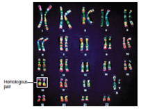 Figure 9.4 This karyotype shows a complete set of human chromosomes of an individual. At what stage of the cell cycle are such photos taken Explain.