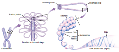 Figure 9.5 During interphase the DNA is not visible through a microscope. Why isn't the DNA visible during interphase, and why would you expect this be the case    