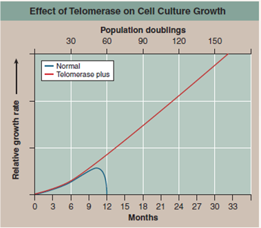 Why Do Human Cells Age  Human cells appear to have built-in life spans. In 1961 cell biologist Leonard Hayflick reported the startling result that skin cells growing in tissue culture, such as those growing in culture flasks in the photo below, will divide only a certain number of times. After about 50 population doublings cell division stops (a doubling is a round of cell division producing two daughter cells for each dividing cell, for example going from a population of 30 cells to 60 cells). If a cell sample is taken after 20 doublings and frozen, when thawed it resumes growth for 30 more doublings, and then stops. An explanation of the Hayflick limit was suggested in 1986 when researchers first glimpsed an extra length of DNA at the end of chromosomes. Dubbed telomeres, they proved to be composed of the simple DNA sequence TTAGGG, repeated nearly a thousand times. Importantly, telomeres were found to be substantially shorter in the cells of older body tissues. This led to the hypothesis that a run of some 16 TTAGGGs was where the DNA replicating enzyme, called polymerase, first sat down on the DNA (16 TTAGGGs being the size of the enzyme's footprint), and because of being its docking spot, the polymerase was unable to copy that bit. Thus a 100-base portion of the telomere was lost by a chromosome during each doubling as DNA replicated. Eventually, after some 50 doubling cycles, each with a round of DNA replication, the telomere would be used up and there would be no place for the DNA replication enzyme to sit. The cell line would then enter senescence, no longer able to proliferate. This hypothesis was tested in 1998. Using genetic engineering, researchers transferred into newly established human cell cultures a gene that leads to expression of an enzyme called telomerase that all cells possess but no body cell uses. This enzyme adds TTAGGG sequences back to the end of telomeres, in effect rebuilding the lost portions of the telomere. Laboratory cultures of cell lines with (telomerase plus) and without (normal) this gene were then monitored for many generations. The graph above displays the results.             Drawing Conclusions How does the addition of the telomerase gene affect the senescence of skin cells growing in culture Does this result confirm the telomerase hypothesis this experiment had set out to test