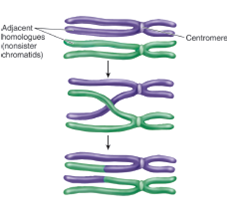 Figure 10.5 How is it that, in meiosis, you can end up with four daughter cells that are all genetically different from one another