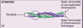 Figure 10.9 Referring to the homologous chromosomes shown here during prophase I, and knowing that they stay in synapsis during metaphase I, explain why it is that the sister chromatids don't separate as they do in mitosis.   