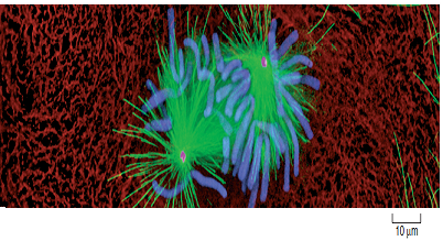 Are New Microtubules Made When the Spindle Forms  During interphase, before the beginning of meiosis, a relatively few long microtubules extend from the centrosome (a zone around the centrioles of animal cells where microtubules are organized) to the cell periphery. Like most microtubules, these are refreshed at a low rate with resynthesis. Late in prophase, however, a dramatic change is seen-the centrosome divides into two, and a large increase is seen in the number of microtubules radiating from each of the two daughter centrosomes. The two clusters of new microtubules are easily seen as the green fibers connecting to the two sets of purple daughter chromosomes in the micrograph of early prophase below (a micrograph is a photo taken through a microscope). This burst of microtubule assembly marks the beginning of the formation of the spindle characteristic of metaphase. When it first became known to cell biologists, they asked whether these were existing microtubules being repositioned in the spindle, or newly synthesized microtubules only produced just before metaphase begins. The graph to the upper right displays the results of an experiment designed to answer this question. Mammalian cells in culture (cells in culture are growing in the laboratory on artificial medium) were injected with microtubule subunits (tubulin) to which a fluorescent dye had been attached (a fluorescent dye is one that glows when exposed to ultraviolet or shortwavelength visual light). After the fluorescent subunits had become incorporated into the cells' microtubules, all the fluorescence in a small region of a cell was bleached by an intense laser beam, destroying the microtubules there. Any subsequent rebuilding of microtubules in the bleached region would have to employ the fluorescent subunits present in the cell, causing recovery of fluorescence in the bleached region. The graph reports this recovery as a function of time, for interphase and metaphase cells. The dotted line represents the time for 50% recovery of fluorescence (t 1/2 ) (that is, t 1/2 is the time required for half of the microtubules in the region to be resynthesized).         Making Inferences  a. What general statement can be made regarding the relative rates of microtubule production before and during meiosis  b. Is there any difference in the final amount of microtubule synthesis which would occur if this experiment were to be continued for an additional 15 minutes