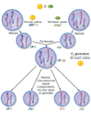 Figure 11.10 Using the four gametes shown from the F 1 generation, how many possible crosses are there Remember that a gamete type could cross with another of the same type (such as RY × RY ). Draw a Punnett square for each cross, and list the ratios of genotypes and phenotypes for the F 2 generation of that cross.