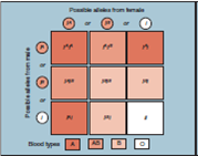 Figure 11.19 Referring to this figure, use Punnett squares to illustrate whether a type A female and a type B male can have a child with type O blood.
