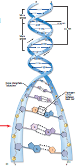 Figure 12.4c What are some of the possible problems that could occur if the C nucleotide indicated with the red arrow is accidentally replaced with an A nucleotide