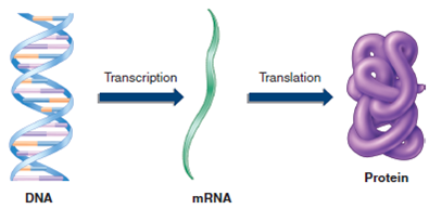 Page 234 Assume that this figure is showing gene expression in a eukaryotic cell. What step is missing in the process    