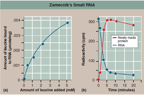 Building Proteins in a Test Tube  The complex mechanisms used by cells to build proteins were not discovered all at once, in a flash of insight. Our understanding came slowly, accumulating through a long series of experiments, each telling us a little bit more. To gain some sense of the incremental nature of this experimental journey, and to appreciate the excitement that each step gave, it is useful to step into the shoes of an investigator back when little was known and the way forward was not clear. The shoes we will step into are those of Paul Zamecnik, an early pioneer in protein synthesis research. Working with colleagues at Massachusetts General Hospital in the early 1950s, Zamecnik first asked the most direct of questions: Where in the cell are proteins synthesized To find out, they injected radioactive amino acids into rats. After a few hours, the labeled amino acids could be found as part of newlymade proteins in the livers of the rats. And, if the livers were removed and checked only minutes after injection, radioactive-labeled proteins were found only associated with small particles in the cytoplasm. Composed of protein and RNA, these particles, later named ribosomes, had been discovered years earlier by electron microscope studies of cell components. This experiment identified them as the sites of protein synthesis in the cell. After several years of trial-and-error tinkering, Zamecnik and his colleagues had worked out a cell-free protein-synthesis system that would lead to the synthesis of proteins in a test tube. It included ribosomes, mRNA, and ATP to provide energy. It also included a collection of required soluble factors isolated from homogenized rat cells that somehow worked with the ribosome to get the job done. When Zamecnik's team characterized these required factors, they found most of them to be proteins, as expected, but also present in the mix was a small RNA, very unexpected. To see what this small RNA was doing, they performed the following experiment. In a test tube, they added various amounts of 14C-leucine (that is, the radioactively labeled amino acid leucine) to the cell-free system containing the soluble factors, ribosomes, and ATP. After waiting a bit, they then isolated the small RNA from the mixture and checked it for radioactivity. You can see the results in graph ( a ). In a follow-up experiment, they mixed the radioactive leucine-small RNA complex that this experiment had generated with cell extracts containing intact endoplasmic reticulum (that is, a cell system of ribosomes on membranes quite capable of making protein). Looking to see where the radioactive label now went, they then isolated the newly-made protein as well as the small RNA [see graph ( b )].     EXPERIMENT B, shown in graph ( b )  Interpreting Data  a. Monitoring radioactivity for 20 minutes after the addition of the radioactive leucine-small RNA complex to the cell extract, what happens to the level of radioactivity in the small RNA (blue)  b. Over the same period, what happens to the level of radioactivity in the newly-made protein (red)