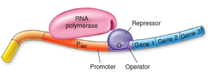 Figure 13.11 Can genes 1, 2, and 3 be transcribed What would happen if an inducer molecule was present in the cell    