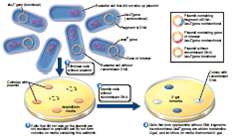 Figure 14.5 Why is it necessary to screen the bacterial colonies after inserting the plasmids    