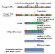 Figure 14.8 When placing a eukaryotic gene into a bacterium, why is the first step of the process the identification and isolation of the eukaryotic processed mRNA from the eukaryotic cytoplasm    