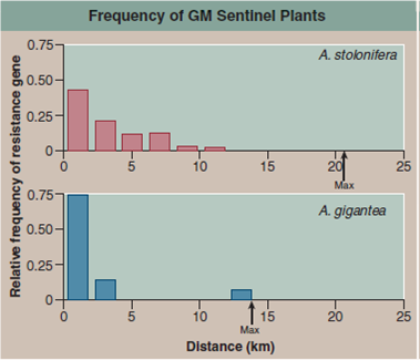 Can Modified Genes Escape from GM Crops  On the previous page of this chapter you read of a field experiment conducted in 2004 by the Environmental Protection Agency to assess the possibility that introduced genes could pass from genetically modified golf course grass to other plants. Investigators introduced a gene conferring herbicide resistance (the EPSP synthetase gene for resistance to glyphosate) into golf course bentgrass, A. stolonifera, and then looked to see if the gene passed from the GM grass to other plants of the same species, and also if it passed to other related species. The map at the bottom displays the setup of this elaborate field study. A total of 178 A. stolonifera plants were placed outside the golf course, many of them downwind. An additional 69 bentgrass individuals were found to be already growing downwind, most of them the related species A. gigantea. Seeds were collected from each of these plants, and the DNA of resulting seedlings tested for the presence of the gene introduced into the GM golf course grass. In the graph, the upper red histogram (a histogram is a bar graph that sorts data into a series of discontinuous categories, the value of each bar representing the number of individuals in a category, or, as in this case, the average value of entries in that category) presents the relative frequency with which the gene was found in A. stolonifera plants located at various distances from the golf course. The lower blue histogram does the same for A. gigantea plants.             Further Analysis  a. How would you go about testing the role of wind in mediating the gene flow observed in this study  b. Do you think that nongrass crops would be as likely to exhibit this sort of gene flow How would you test this