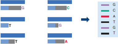 Figure 15.1 Can you sequence the unknown section of DNA with the DNA fragments obtained from the following DNA analysis    