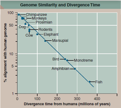 Do Vertebrate Genomes Evolve as Darwin Predicted  The genomic comparisons presented in figure 15.5 establish clearly that the genomes of close relatives are more similar than those of more distant ones, just as Darwin's theory predicts. Such comparisons are relative, however, as the analysis in the figure says nothing about how rapidly a particular taxonomic category evolves. Taxonomic categories are listed on the left side of figure 15.5, with orders being more distantly related than families, and classes even more distantly related. Do the genomes of vertebrates (animals with a backbone) in different classes from one another evolve more slowly than the genomes of vertebrates in different orders And if we don't know about such evolutionary rates, how can we be sure how much the differences in genomic relatedness analyzed in figure 15.5 truly reflect the ongoing accumulation of evolutionary change Might they instead be the result of some unsuspected peculiarity in how we define the taxonomic categories  Fortunately, a more direct analysis is possible. The evolutionary history of the vertebrates is quite well known from fossils, and because many of these fossils have been independently dated using tools such as radioisotope dating (see page 47), it is possible to recast the analysis of figure 15.5 in terms of concrete intervals of time, and test directly whether or not vertebrate genomes accumulate more differences over longer periods of time as Darwin's theory predicts. For each of the 17 nonhuman vertebrates in figure 15.5, the graph to the upper right plots genomic similiarity-the percent (%) alignment with humans of 44 ENCODE regions (that is, how alike the DNA sequences of these regions are to that of the human genome)- plotted against that vertebrate's divergence time (that is, how many millions of years have elapsed since that vertebrate and humans shared a common ancestor in the fossil record). Thus the last common ancestor shared by birds and humans was an early reptile called a dicynodont that lived some 240 million years ago, and since then the genomes have changed so much that only 7% of their ENCODE sequences are still the same.     Figure 15.5      Figure 15.5 Genomic similarity refl ects evolutionary relatedness.  The number above each organism is the percent of the nucleotides in selected regions of that organism's genome that match those of the same regions in the human genome. The more distantly-related animals to humans, found toward the right side of the figure, also have fewer similarities with the human genome, compared to the more closely-related animals. Making Inferences  a. In general, what is the relationship seen between similarity of a vertebrate genome to the human one (% alignment) and the time since that vertebrate and humans shared a common ancestor (divergence time)  b. What is the significance of the fact that the relationship in the graph is a straight line when plotted on a log scale
