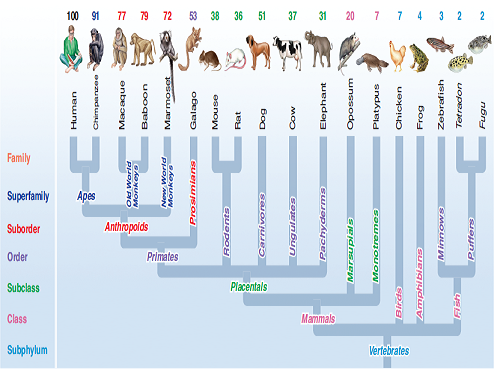 Do Vertebrate Genomes Evolve as Darwin Predicted  The genomic comparisons presented in figure 15.5 establish clearly that the genomes of close relatives are more similar than those of more distant ones, just as Darwin's theory predicts. Such comparisons are relative, however, as the analysis in the figure says nothing about how rapidly a particular taxonomic category evolves. Taxonomic categories are listed on the left side of figure 15.5, with orders being more distantly related than families, and classes even more distantly related. Do the genomes of vertebrates (animals with a backbone) in different classes from one another evolve more slowly than the genomes of vertebrates in different orders And if we don't know about such evolutionary rates, how can we be sure how much the differences in genomic relatedness analyzed in figure 15.5 truly reflect the ongoing accumulation of evolutionary change Might they instead be the result of some unsuspected peculiarity in how we define the taxonomic categories  Fortunately, a more direct analysis is possible. The evolutionary history of the vertebrates is quite well known from fossils, and because many of these fossils have been independently dated using tools such as radioisotope dating (see page 47), it is possible to recast the analysis of figure 15.5 in terms of concrete intervals of time, and test directly whether or not vertebrate genomes accumulate more differences over longer periods of time as Darwin's theory predicts. For each of the 17 nonhuman vertebrates in figure 15.5, the graph to the upper right plots genomic similiarity-the percent (%) alignment with humans of 44 ENCODE regions (that is, how alike the DNA sequences of these regions are to that of the human genome)- plotted against that vertebrate's divergence time (that is, how many millions of years have elapsed since that vertebrate and humans shared a common ancestor in the fossil record). Thus the last common ancestor shared by birds and humans was an early reptile called a dicynodont that lived some 240 million years ago, and since then the genomes have changed so much that only 7% of their ENCODE sequences are still the same.     Figure 15.5      Figure 15.5 Genomic similarity refl ects evolutionary relatedness.  The number above each organism is the percent of the nucleotides in selected regions of that organism's genome that match those of the same regions in the human genome. The more distantly-related animals to humans, found toward the right side of the figure, also have fewer similarities with the human genome, compared to the more closely-related animals. Further Analysis This analysis involves only 30 Mb (megabase or million bases), just 1% of the 3,000-Mb vertebrate genome. Do you think examining a larger portion of the genome would change the outcome of the analysis Explain. If so, how would you recommend choosing which additional portions of the genome should be examined