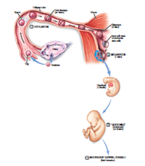 Page 297 Why are there four such different views about when life begins Without taking sides, briefly explain what you think is the reasoning behind each viewpoint.
