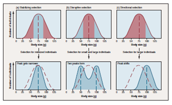 Figure 17.13 Because of prolonged drought, the trees on an island are producing nuts that are much smaller with thicker and harder shells. What will happen to the birds that depend on the nuts for food What type of selection will result    