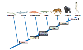 Figure 18.5 Which of the organisms shown have amniotic membranes that surround the fetus    