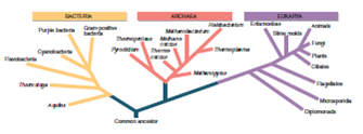 Figure 18.9 Compared to the bacteria and archaea, how similar are animals and plants    