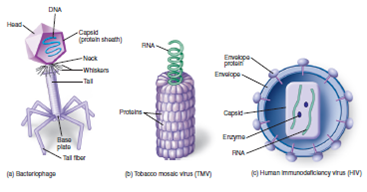 Figure 19.9 Viruses have dramatically different forms and shapes. What are the consistent features of all the viruses shown    