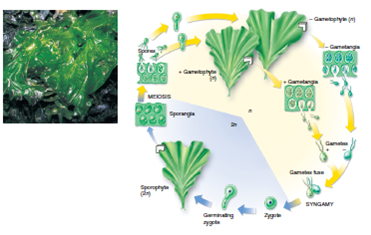 Figure 20.18 What is the difference between the leaf-shaped structures in the yellow portion of the cycle and the leaf-shaped structures in the blue portion of the cycle    