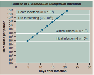Defining a Treatment Window for Malaria  While malaria kills more people each year than any other infectious disease, the combination of mosquito control and effective treatment has virtually eliminated this disease from the United States. In 1941, more than 4,000 Americans died of malaria; in the year 2006, by contrast, fewer than five people died of malaria. The key to controlling malaria has come from understanding its life cycle. The first critical advance came in 1897 in a remote field hospital in Secunderabad, India, when English physician Ronald Ross observed that hospital patients who did not have malaria were more likely to develop the disease in the open wards (those without screens or netting) than in wards with closed windows or screens. Observing closely, he saw that patients in the open wards were being bitten by mosquitoes of the genus Anopheles. Dissecting mosquitoes who had bitten malaria patients, he found the plasmodium parasite. Newly-hatched mosquitoes who had not yet fed, when allowed to feed on malaria-free blood, did not acquire the parasite. Ross reached the conclusion that mosquitoes were spreading the disease from one person to another, passing along the parasite while feeding. In every country where it has been possible to eliminate the Anopheles mosquitoes, the incidence of the disease malaria has plummeted.     The second critical advance came with the development of drugs to treat malaria victims. The British had discovered in India in the mid-1800s that a bitter substance called quinine taken from the bark of cinchona trees was useful in suppressing attacks of malaria. The boys in the photograph are being treated with an intravenous solution of quinine. Quinine also reduces the fever during attacks, but does not cure the disease. Today physicians instead use the synthetic drugs chloroquine and primaquine, which are much more effective than quinine, with fewer side effects. Unlike quinine these two drugs can cure patients completely, because they attack and destroy one of the phases of the plasmodium life cycle, the merozoites released into the bloodstream several days after infection- but only if the drugs are administered soon enough after the bite that starts the infection.     In order to determine the time frame for successful treatment, doctors have carefully studied the time course of a malarial infection. The graph above presents what they have found. Numbers of merozoites are presented on the y axis on a log scale-each step reflects a 10-fold increase in numbers. The infection becomes life-threatening if 1% of red blood cells become infected, and death is almost inevitable if 20% of red blood cells are infected. Making Inferences  a. How long after infection is it before the liver releases merozoites into the blood stream (that is, initial infection by merozoites) before the disease becomes life-threatening before death is inevitable  b. How long does it take merozoites to multiply 10-fold