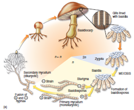 Figure 21.8 a Explain what part of the fungus life cycle is the familiar mushroom that you see in stores.
