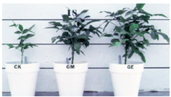 Figure 21.15 What are two of the methods that mycorrhizae use to contact and live with plant roots    