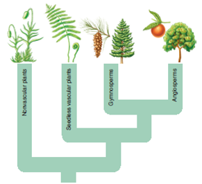 Figure 22.5 Explain which key innovation leads to the evolution of each group and why the innovation was significant.   
