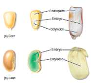 Figure 22.12 When farmers harvest corn, soybeans, wheat, and rice, they collect the seeds and get rid of the rest of the plant. Why do we eat the seeds rather than the stems or roots of these plants Hint: Think about the purpose of a seed in the life cycle of the plant.