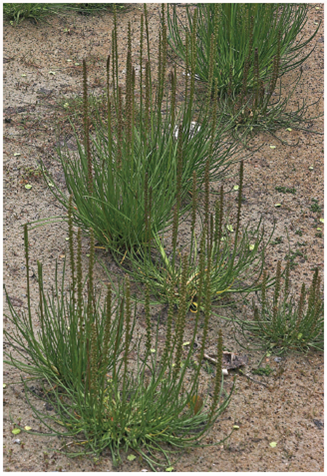 How Does Arrowgrass Tolerate Salt  Plants grow almost everywhere on earth, thriving in many places where exposure, drought, and other severe conditions challenge their survival. In deserts, a common stress is the presence of high levels of salt in the soils. Soil salinity is also a problem for millions of acres of abandoned farmland because of the accumulation of salt from irrigation water restricts growth. Why does excess salt in the soil present a problem for a plant For one thing, high levels of sodium ion that are taken up by the roots are toxic. For another, a plant's roots cannot obtain water when growing in salty soil. Osmosis (the movement of water molecules to areas of higher solute concentrations, see page 99) causes water to move in the opposite direction, drawn out of the roots by the soil's high levels of salt. And yet plants do grow in these soils. How do they manage  To investigate this, researchers have studied seaside arrowgrass ( Triglochin maritima ), the plant you see below. Arrowgrass plants are able to grow in very salty seashore soils, where few other plants survive. How are they able to survive Researchers found that their roots do not take up salt, and so do not accumulate toxic levels of salt. However, this still leaves the arrowgrass plant the challenge of preventing its root cells from losing water to the surrounding salty soil. How then do the roots achieve osmotic balance In an attempt to find out, researchers grew arrowgrass plants in nonsalty soil for two weeks, then transferred them to one of several soils which differed in salt level. After ten days, shoots were harvested and analyzed for amino acids, because accumulating amino acids could be one way that the cells maintain osmotic balance. Results are presented in the graph.         Making Inferences  a. In general, what is the effect of soil salt concentration on arrowgrass plant's accumulation of the amino acid proline of other amino acids  b. Is the effect of salt on proline accumulation the same at low salt (below 50 m M ) as at high salt (above 50 m M )