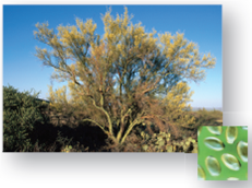 Figure 22.13 These seeds fall from the tree and are scattered about on the ground nearby. What are the benefits or drawbacks to having: ( a ) chemicals in the seed to inhibit sprouting, and ( b ) hard seed coats    