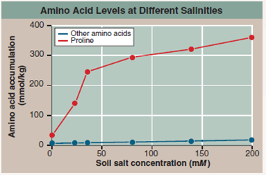 How Does Arrowgrass Tolerate Salt  Plants grow almost everywhere on earth, thriving in many places where exposure, drought, and other severe conditions challenge their survival. In deserts, a common stress is the presence of high levels of salt in the soils. Soil salinity is also a problem for millions of acres of abandoned farmland because of the accumulation of salt from irrigation water restricts growth. Why does excess salt in the soil present a problem for a plant For one thing, high levels of sodium ion that are taken up by the roots are toxic. For another, a plant's roots cannot obtain water when growing in salty soil. Osmosis (the movement of water molecules to areas of higher solute concentrations, see page 99) causes water to move in the opposite direction, drawn out of the roots by the soil's high levels of salt. And yet plants do grow in these soils. How do they manage  To investigate this, researchers have studied seaside arrowgrass ( Triglochin maritima ), the plant you see below. Arrowgrass plants are able to grow in very salty seashore soils, where few other plants survive. How are they able to survive Researchers found that their roots do not take up salt, and so do not accumulate toxic levels of salt. However, this still leaves the arrowgrass plant the challenge of preventing its root cells from losing water to the surrounding salty soil. How then do the roots achieve osmotic balance In an attempt to find out, researchers grew arrowgrass plants in nonsalty soil for two weeks, then transferred them to one of several soils which differed in salt level. After ten days, shoots were harvested and analyzed for amino acids, because accumulating amino acids could be one way that the cells maintain osmotic balance. Results are presented in the graph.         Further Analysis What do you think might account for the different rates of proline accumulation in low-salt and high-salt soils Can you think of a way to test this hypothesis