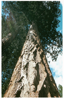 Does Water Move Up a Tree Through Phloem or Xylem  Before reading this chapter, you may have wondered how water gets to the top of a tree, 10 stories above its roots. A column of water that tall weighs an awful lot. If you were to make a tube of drinking straws that tall and fill it with water, you would not be able to lift it. The answer to this puzzle was first proposed by biologist Otto Renner in Germany in 1911. He suggested that dry air moving across the tree's leaves captured water molecules by evaporation, and that this water was replaced with other water molecules coming in from the roots. Renner's idea, which was essentially correct, forms the core of the cohensionadhesion- tension theory described in this chapter. Essential to the theory is that there is an unbroken water column from leaves to roots, a pipe from top to bottom through which the water can move freely. There are two candidates for the role of water pipe, each a long series of narrow vessels that runs the length of the stem of a tree. As you have learned earlier, these two vessel systems are called xylem and phloem. In principle, either xylem or phloem could provide the plumbing through which water moves up a tree trunk or other stem. Which is it  An elegant experiment demonstrates which of these vessel systems carries water up a tree stem. The bottom end of a stem was placed in water containing the radioactive potassium isotope 42 K. A piece of wax paper was carefully inserted between the xylem and the phloem in a 23-cm section of the stem to prevent any lateral transport of water between xylem and phloem. After enough time had elapsed to allow water movement up the stem, a 23-cm section of the stem was removed, cut into six segments, and the amounts of 42 K measured both in the xylem and in the phloem of each segment, as well as in the stem immediately above and below the 23-cm section. The amount of radioactivity recorded provides a direct measure of the amount of water that has moved up from the bottom of the stem through either the xylem or phloem. The results are presented in the graph above on the right.         Interpreting Data  a. In portion of the stem below where the 23-cm section was removed, do xylem and phloem both contain radioactivity How about in the portion above where the 23-com section was removed  b. In the central portion of 23-cm segment of the stem (segments 2, 3, 4, 5), do xylem and phloem both contain radioactivity