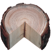 Figure 23.14 Besides wet and dry years, and the age of the tree, what else might the study of tree rings tell us    