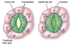Figure 23.21 If you went on vacation for several days and left your house plants in a warm, stuffy apartment, would the stomata look like the one on the left or the one on the right Explain.   