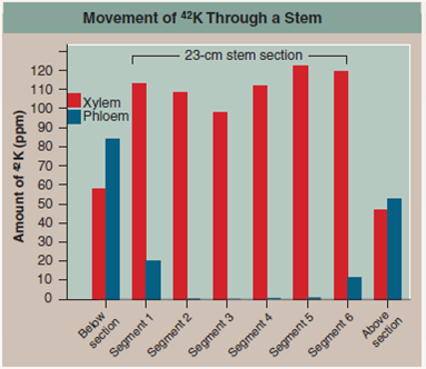 Does Water Move Up a Tree Through Phloem or Xylem  Before reading this chapter, you may have wondered how water gets to the top of a tree, 10 stories above its roots. A column of water that tall weighs an awful lot. If you were to make a tube of drinking straws that tall and fill it with water, you would not be able to lift it. The answer to this puzzle was first proposed by biologist Otto Renner in Germany in 1911. He suggested that dry air moving across the tree's leaves captured water molecules by evaporation, and that this water was replaced with other water molecules coming in from the roots. Renner's idea, which was essentially correct, forms the core of the cohensionadhesion- tension theory described in this chapter. Essential to the theory is that there is an unbroken water column from leaves to roots, a pipe from top to bottom through which the water can move freely. There are two candidates for the role of water pipe, each a long series of narrow vessels that runs the length of the stem of a tree. As you have learned earlier, these two vessel systems are called xylem and phloem. In principle, either xylem or phloem could provide the plumbing through which water moves up a tree trunk or other stem. Which is it  An elegant experiment demonstrates which of these vessel systems carries water up a tree stem. The bottom end of a stem was placed in water containing the radioactive potassium isotope 42 K. A piece of wax paper was carefully inserted between the xylem and the phloem in a 23-cm section of the stem to prevent any lateral transport of water between xylem and phloem. After enough time had elapsed to allow water movement up the stem, a 23-cm section of the stem was removed, cut into six segments, and the amounts of 42 K measured both in the xylem and in the phloem of each segment, as well as in the stem immediately above and below the 23-cm section. The amount of radioactivity recorded provides a direct measure of the amount of water that has moved up from the bottom of the stem through either the xylem or phloem. The results are presented in the graph above on the right.         Drawing Conclusions Does water move up a stem through phloem or xylem Explain.