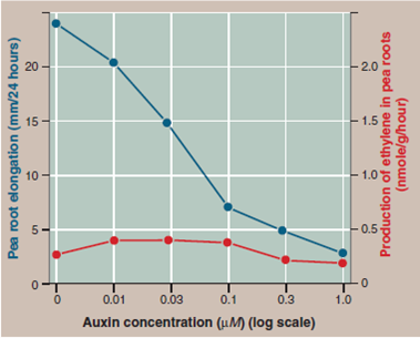 Does Auxin Use Ethylene to Inhibit Root Growth  The plant hormone auxin (the name is from the Greek word auxein, to increase) promotes plant growth. Released at low concentrations from cells at the growing tip of a plant, auxin diffuses downward, causing the stem to elongate. At similarly low concentrations, auxin also promotes elongation of roots, and formation of new roots at cut surfaces. In the photo, the stalk of the leaf on the left sits in a solution of auxin, the one on the right in water. You can see auxin has promoted root growth. However, at high concentrations auxin has quite the opposite effect, inhibiting root growth ( inhibition is the stopping or restraining of a process). It has long been assumed that auxin achieves this inhibition by triggering the production of the plant hormone ethylene, a well-known inhibitor of growth. Supporting this hypothesis is the observation that auxin does stimulate many kinds of plant cells to produce ethylene. But just because the suspect is present at the scene of a crime does not prove the suspect is guilty of the crime. Perhaps auxin is directly inhibiting root growth by some unknown mechanism. The graph to the right displays the results of an experiment designed to test the hypothesis that high concentrations of auxin inhibit root growth by stimulating ethylene production. Seedlings with roots were grown in varying concentrations of auxin, with ethylene assays taken at the end of the experiment. The rate of pea root elongation (blue points) and the production of ethylene in the pea roots (red points) are determined for a range of auxin concentrations. Auxin concentrations are plotted on a log scale (a log or logarithmic scale is a series of numbers plotted as powers of ten; because the scale is exponential [1, 10, 100, 1000 …] rather than linear [1, 2, 3, 4 …], a broad range of values can be visualized on a single graph).         Applying Concepts  a. Variable. In the graph, which variable or variables are dependent variables  b. Inhibition. What is the rate of pea root elongation when there is no auxin present at the highest auxin concentration tested Is there any concentration of auxin in this study that promotes root growth Why  c. Log scale. What is the effect of auxin on the rate of pea root elongation over the range of concentrations studied What would the elongation rate curve look like plotted on a linear scale What does this say about the sensitivity of the inhibition to auxin concentration