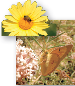 Figure 24.3 Bees tend to pollinate yellow flowers; hummingbirds cue in on red flowers. Why are there so many white flowers [Hint: also refer back to chapter 22].   