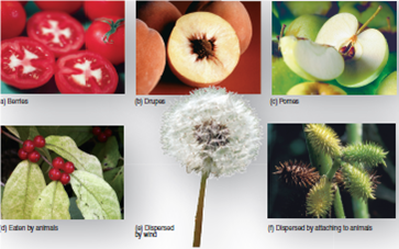 Figure 24.5 From a culinary standpoint, plant products that are sweet and juicy are considered fruits, while other edible plant parts are often considered vegetables. However, a fruit isn't always sweet and juicy. Consider the following plant products and indicate if you eat the fruit, the seed, or other parts of the plant. (a) corn (b) tomato (c) cucumber (d) peanut (e) carrot (f) potato (g) peas (h) green peppers (i) lettuce