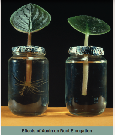 Does Auxin Use Ethylene to Inhibit Root Growth  The plant hormone auxin (the name is from the Greek word auxein, to increase) promotes plant growth. Released at low concentrations from cells at the growing tip of a plant, auxin diffuses downward, causing the stem to elongate. At similarly low concentrations, auxin also promotes elongation of roots, and formation of new roots at cut surfaces. In the photo, the stalk of the leaf on the left sits in a solution of auxin, the one on the right in water. You can see auxin has promoted root growth. However, at high concentrations auxin has quite the opposite effect, inhibiting root growth ( inhibition is the stopping or restraining of a process). It has long been assumed that auxin achieves this inhibition by triggering the production of the plant hormone ethylene, a well-known inhibitor of growth. Supporting this hypothesis is the observation that auxin does stimulate many kinds of plant cells to produce ethylene. But just because the suspect is present at the scene of a crime does not prove the suspect is guilty of the crime. Perhaps auxin is directly inhibiting root growth by some unknown mechanism. The graph to the right displays the results of an experiment designed to test the hypothesis that high concentrations of auxin inhibit root growth by stimulating ethylene production. Seedlings with roots were grown in varying concentrations of auxin, with ethylene assays taken at the end of the experiment. The rate of pea root elongation (blue points) and the production of ethylene in the pea roots (red points) are determined for a range of auxin concentrations. Auxin concentrations are plotted on a log scale (a log or logarithmic scale is a series of numbers plotted as powers of ten; because the scale is exponential [1, 10, 100, 1000 …] rather than linear [1, 2, 3, 4 …], a broad range of values can be visualized on a single graph).         Drawing Conclusions Does auxin exert its inhibition of root elongation by stimulating ethylene production
