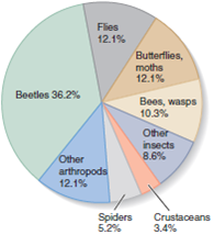 Figure 25.23 About two-thirds of all the named species on our planet are arthropods. From the arthropod pie chart, estimate about what percentage of the named species on our planet are beetles.
