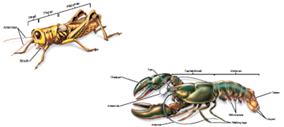 Figures 25.24 and 25.30 What segment of the grasshopper, a typical insect, contains the legs What segment of the lobster, a typical crustacean, contains the legs Look at some of the other images in the chapter. Does this seem to be true of all arthropods    